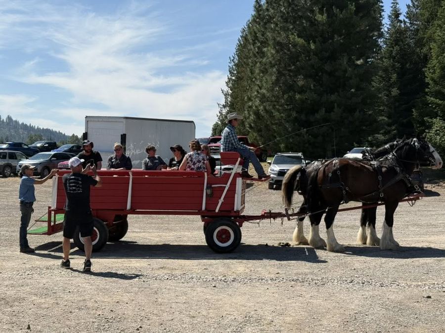 Horse-drawn carriage ride with Belgian draft horses at the event
